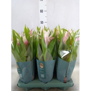 Guzmania  'Deseo Magical White'