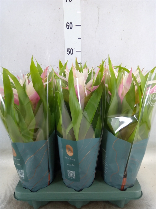 <h4>Guzmania  'Deseo Magical White'</h4>