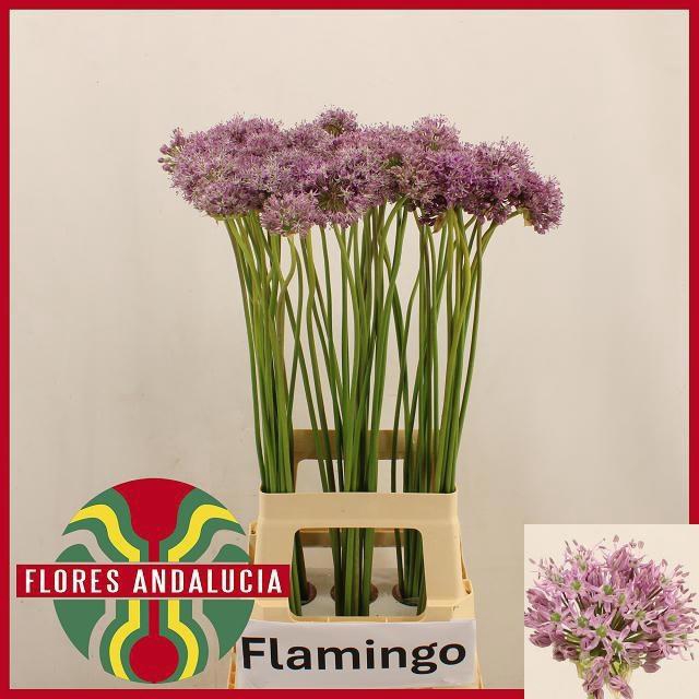 <h4>ALLIUM KLEINBLOEMIG</h4>