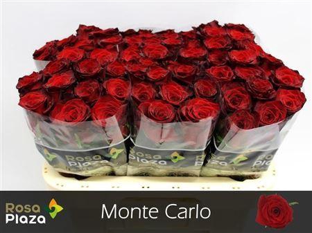 <h4>R Gr Monte Carlo</h4>