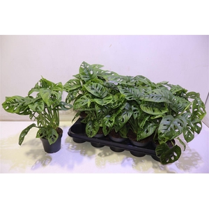 arr8 Monstera Adansonii