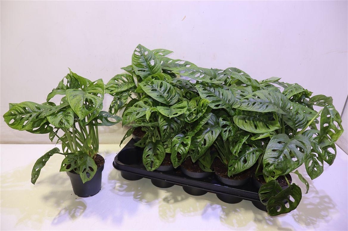 <h4>arr8 Monstera Adansonii</h4>