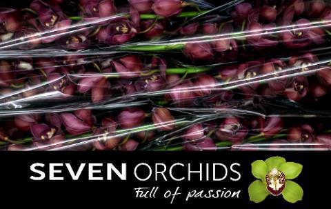 <h4>CYMB T RED DREAM</h4>