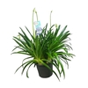 Agapanthus Big Blue blauw 6-10 tak, beperk leverbaar