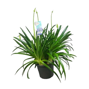 Agapanthus Big Blue blauw 6-10 tak, beperk leverbaar