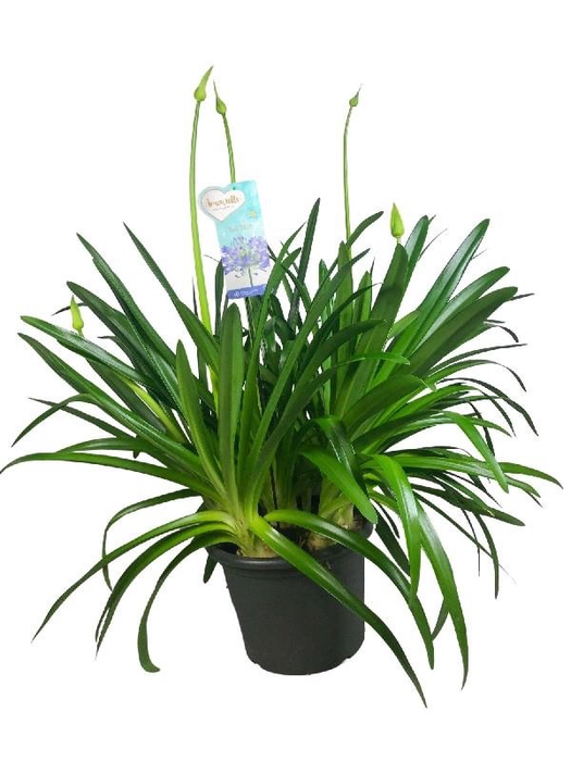 <h4>Agapanthus Big Blue blauw 6-10 tak, beperk leverbaar</h4>