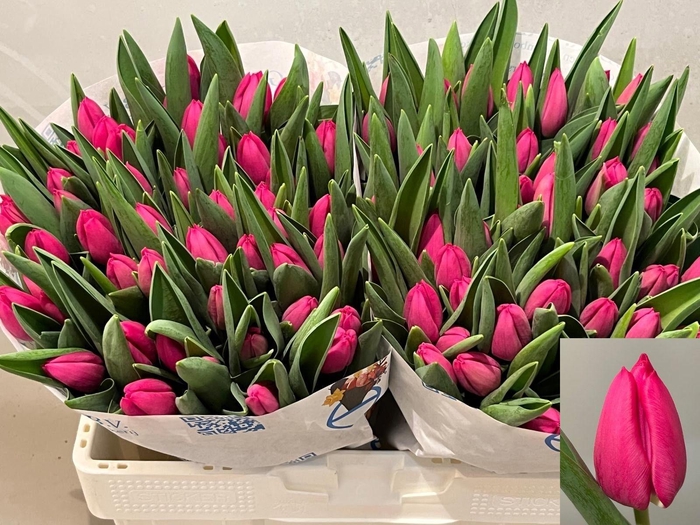 <h4>TU EN PINK ARDOUR</h4>