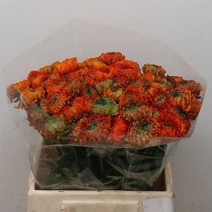 Ran Ponpon Garfield Extra