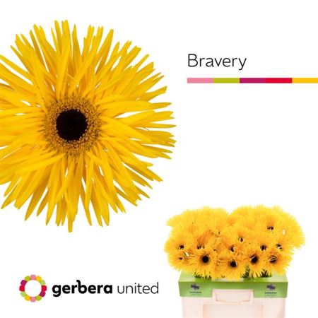 <h4>Ge Gr Spi Bravery</h4>