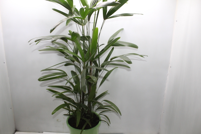 <h4>PALMEIRA RAPHIS P24</h4>