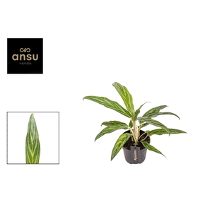 Aglaonema overig