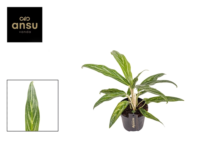 <h4>Aglaonema overig</h4>