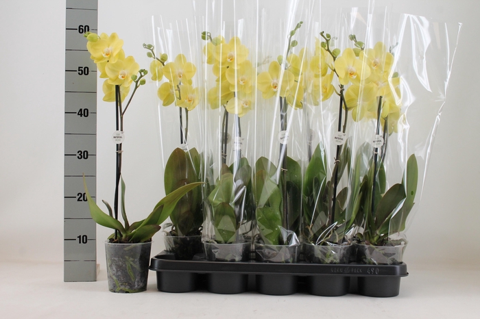 <h4>PHAL OV GEEL</h4>