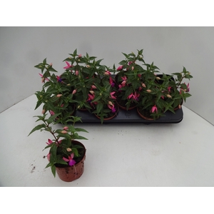 FUCHSIA OV