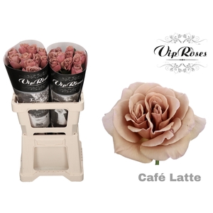 R Gr Cafe Latte X20