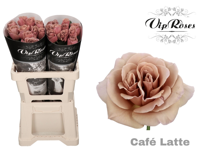 <h4>R Gr Cafe Latte X20</h4>