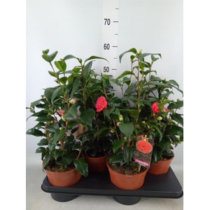 Camellia japonica