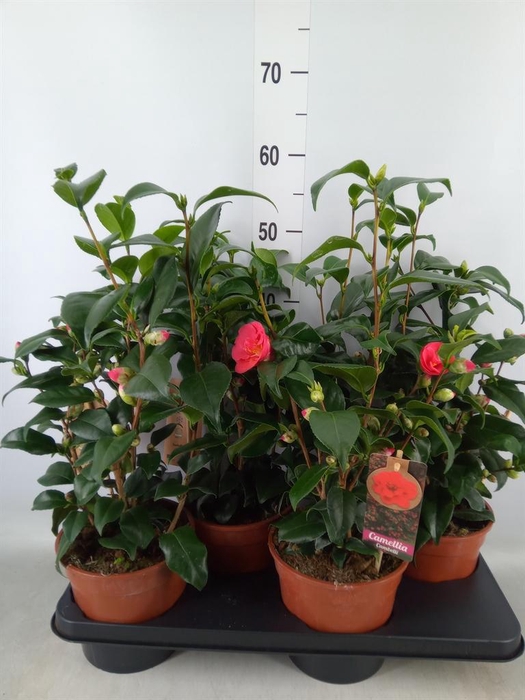 <h4>Camellia japonica</h4>