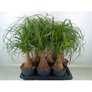 Beaucarnea recurvata