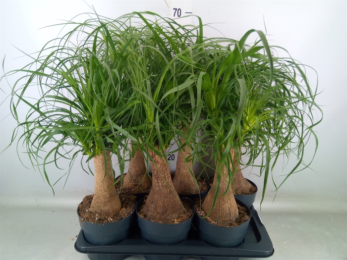 <h4>Beaucarnea recurvata</h4>