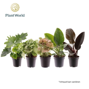 Groenmix (diverse soorten)