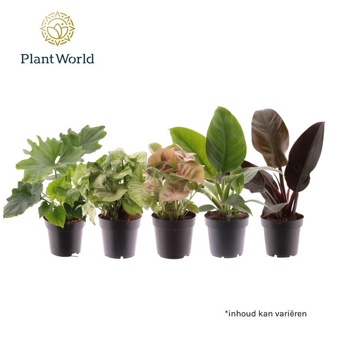 <h4>Groenmix (diverse soorten)</h4>