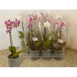 PHAL OV