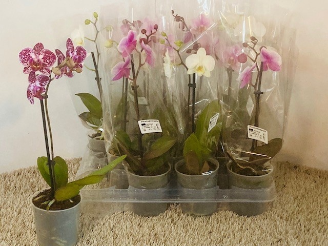 <h4>PHAL OV</h4>