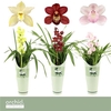Cymbidium Gem 1 Branche