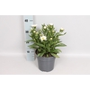 vaste planten 19 cm  Leucanthemum White