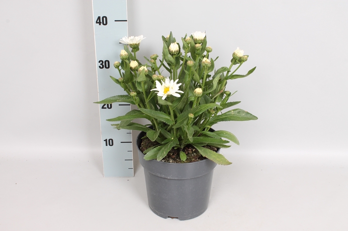 vaste planten 19 cm  Leucanthemum White
