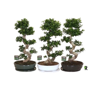 Ficus Mi Ginseng FSKMO50110