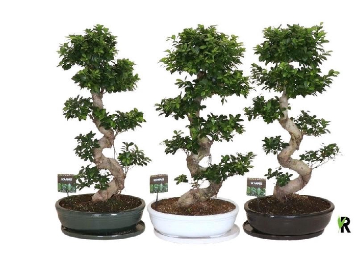 <h4>Ficus Mi Ginseng FSKMO50110</h4>