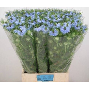 NIGE D SKY BLUE