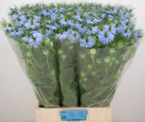 <h4>NIGE D SKY BLUE</h4>