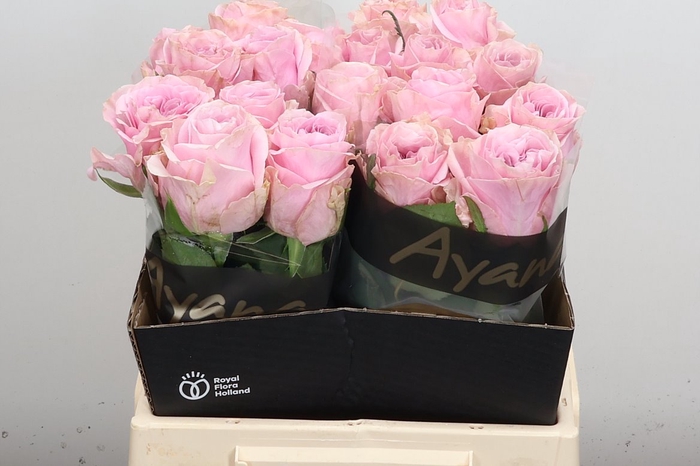 <h4>R Gr Addicted 2 Love</h4>