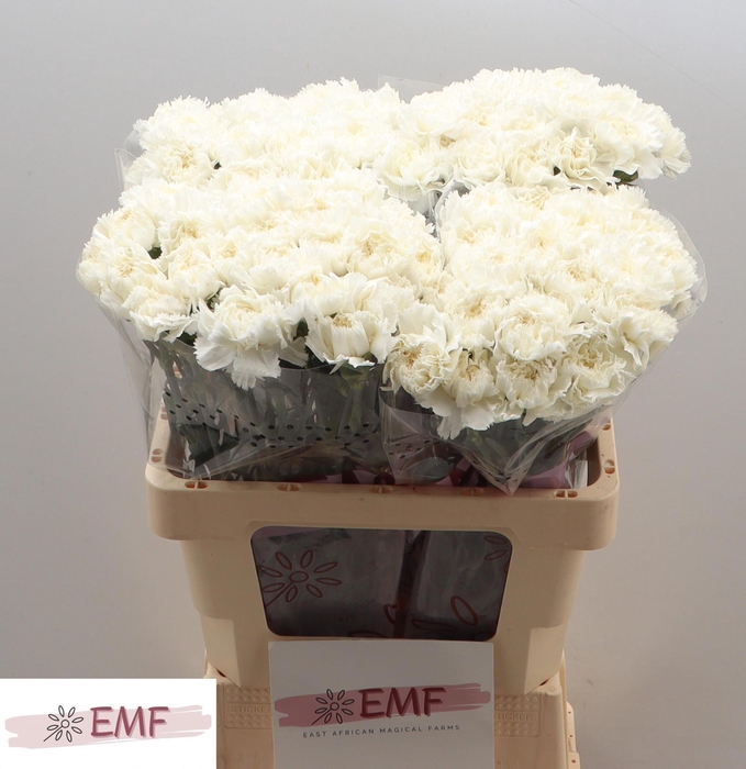 <h4>DI ST MADAME COLETTE</h4>