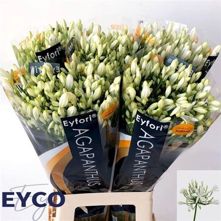 <h4>Agapanthus Eyfori White</h4>
