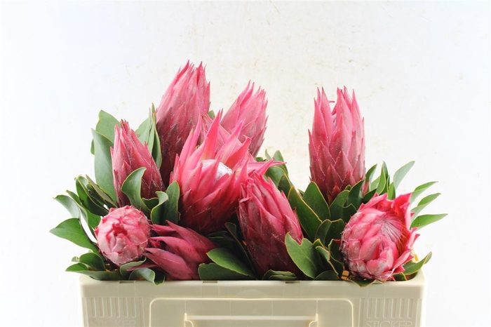 <h4>Protea Cy Madiba</h4>