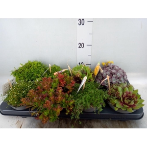 Rotsplanten   ...mix   [Rock plant]