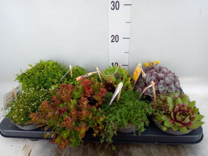 <h4>Rotsplanten   ...mix   [Rock plant]</h4>