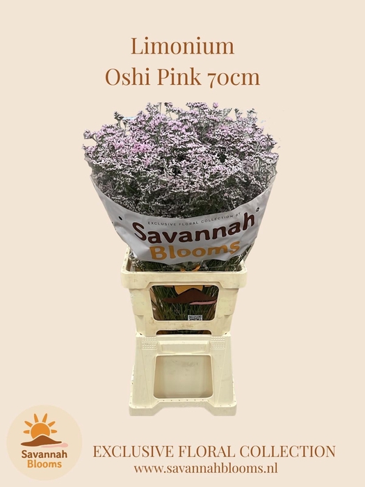 <h4>Lim Saf Oshi Pink</h4>