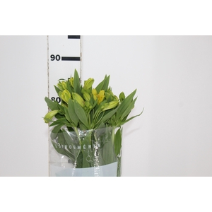 ALSTROEMERIA SUNNY LADY 080 CM