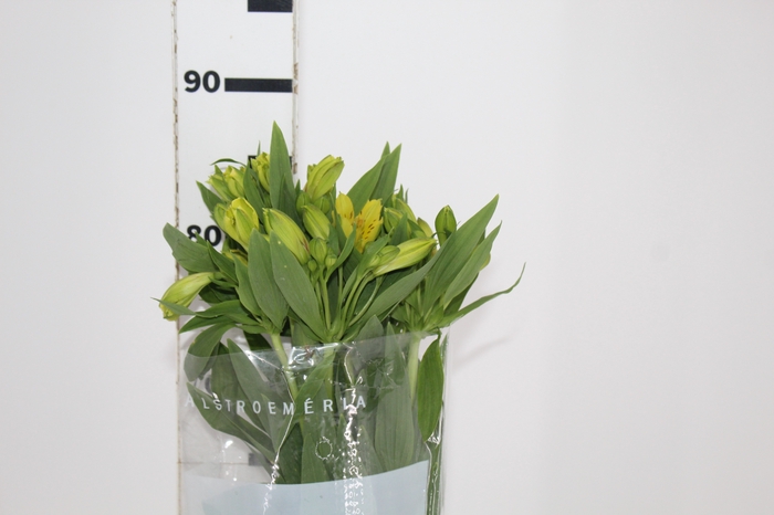 <h4>ALSTROEMERIA SUNNY LADY 080 CM</h4>