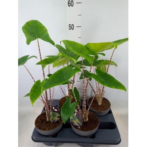 Alocasia zebrina