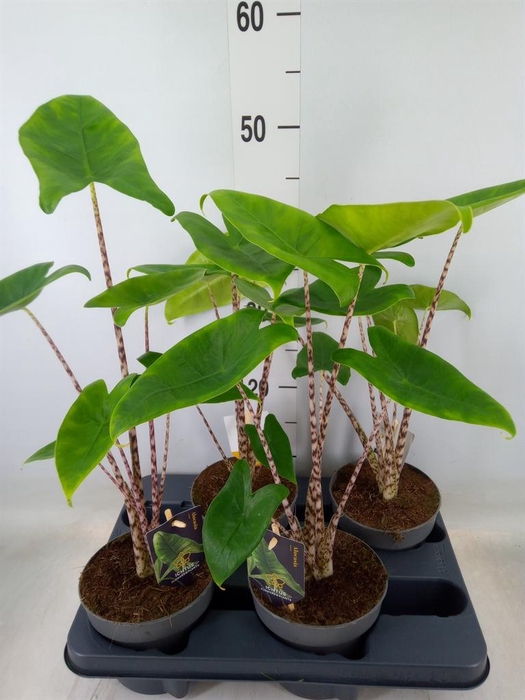 <h4>Alocasia zebrina</h4>