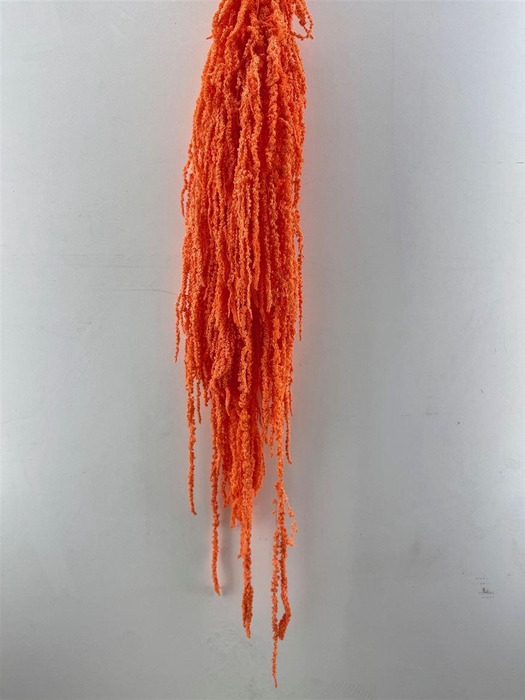 <h4>Pres Amaranthus Caud Salmon Bunch</h4>