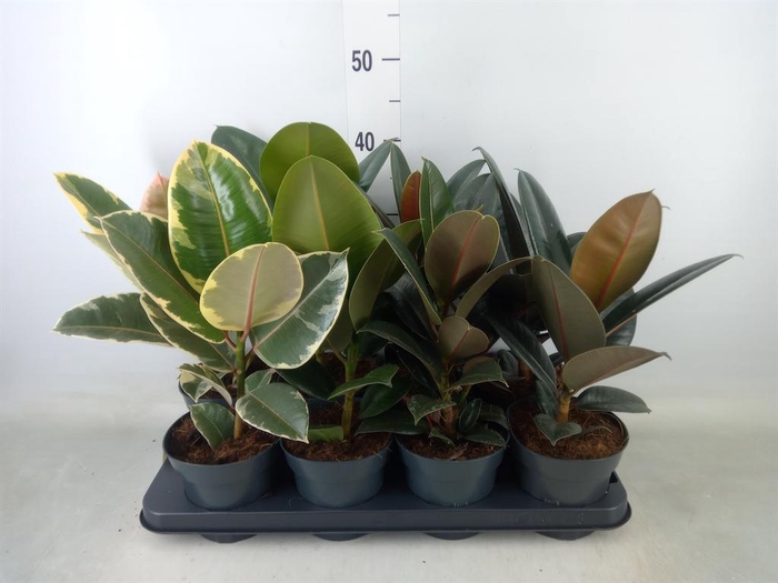 <h4>Ficus elastica   ...</h4>