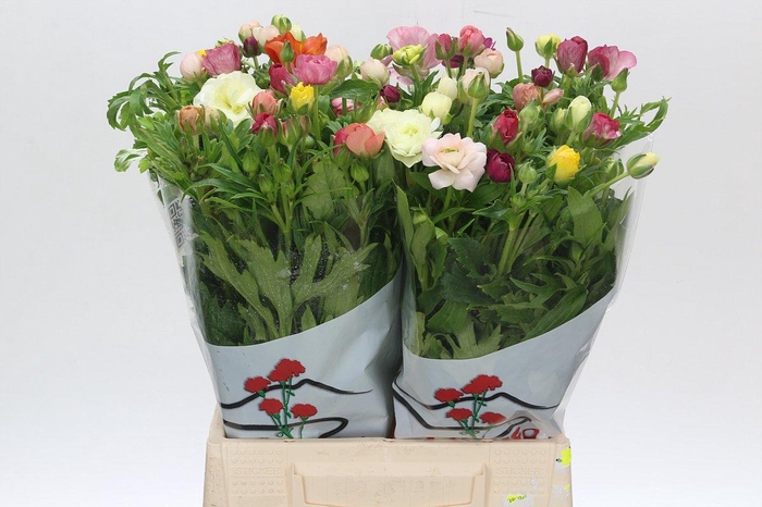 <h4>Ranunculus Butterfly Rainbow</h4>