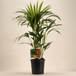 KENTIA - P19 H80 - 6PP (Howea forsteriana)